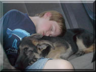 Junior_Handler_German_Shepherd